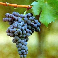 Purest Primitivo