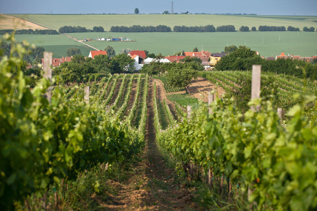 Wine of the Czech Republic-Turton Wines